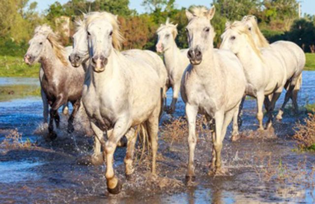 Die Camargue – mehr als weiße Pferde und schwarze Stiere