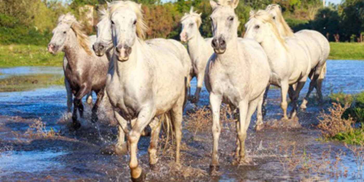 Die Camargue – mehr als weiße Pferde und schwarze Stiere