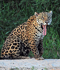 5-jaguar